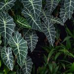 Alocasia - Elefantenohr: Pflege und Kultivierung