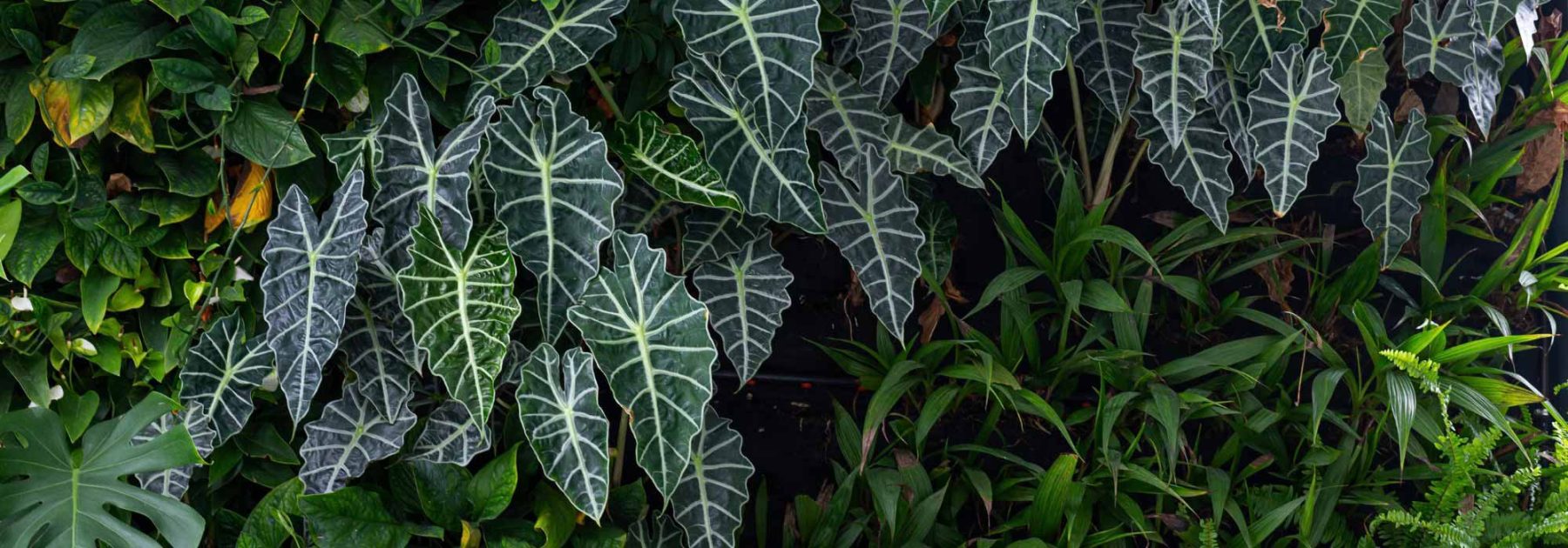 Alocasia - Elefantenohr: Pflege und Kultivierung