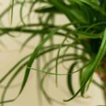 Elefantennuss - Beaucarnea: Anbau und Pflege