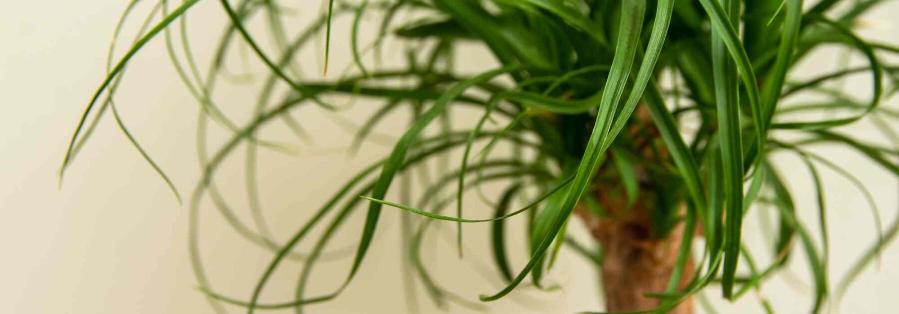 Elefantenfuß - Beaucarnea: Pflege und Kultivierung