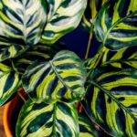 Calathea: Sorten, Pflege und Kultivierung