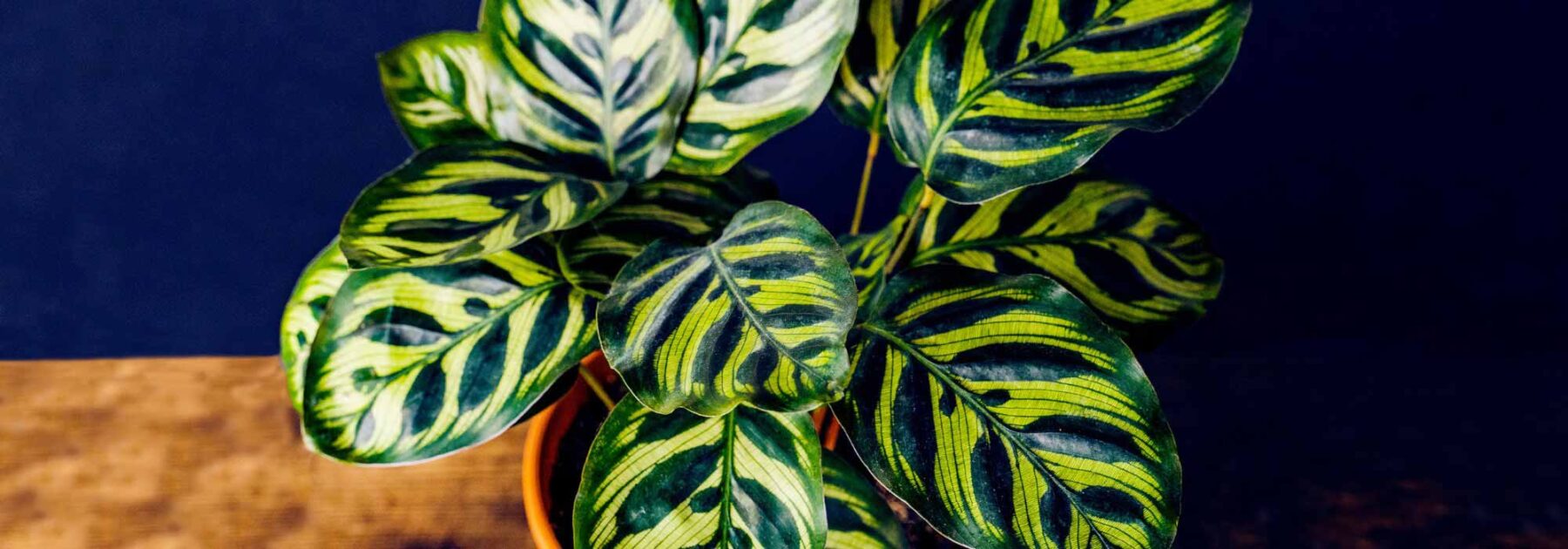 Calathea: Sorten, Pflege und Kultivierung