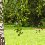 Gärtnern für Anfänger: passenden Baum für den Garten in 6 Schritten wählen