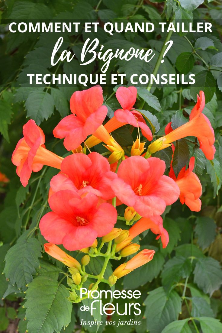 Hier ist die Übersetzung des Begriffs "campsis" ins Deutsche:

**Trompetenblume** oder **Klettertrompete**

(Anmerkung: "Campsis" ist der botanische Gattungsname, der im Deutschen oft mit den gebräuchlicheren Namen "Trompetenblume" oder "Klettertrompete" übersetzt wird, da es sich um eine kletternde Pflanze mit trompetenförmigen Blüten handelt.)