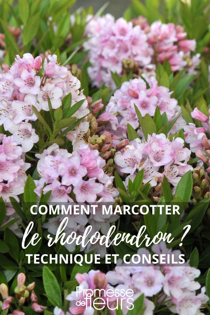Rhododendron