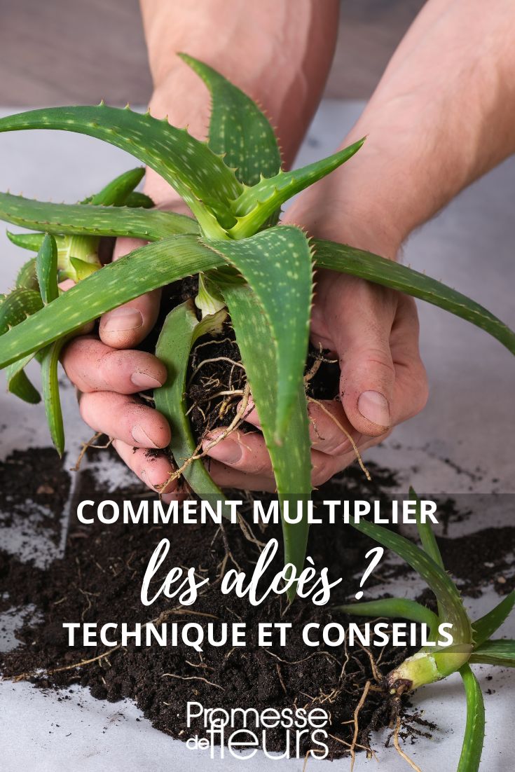 einen Aloe teilen