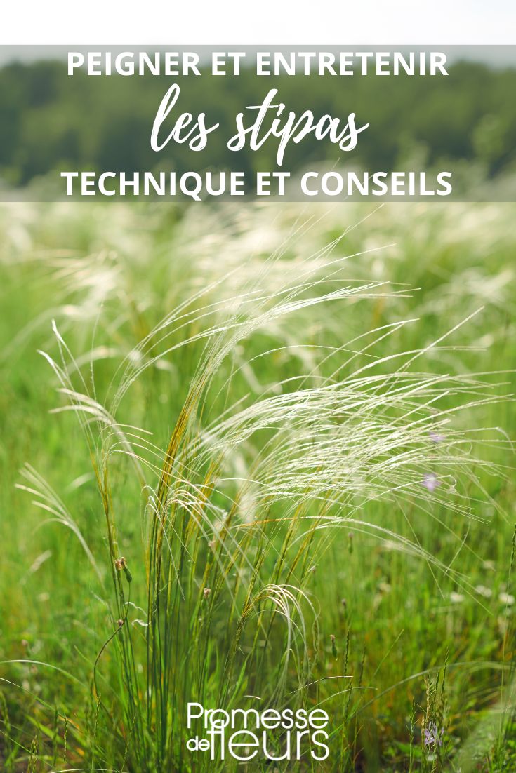 Pflege von Stipa