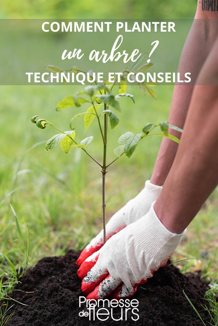Tipps zum Pflanzen eines Baumes für Anfänger