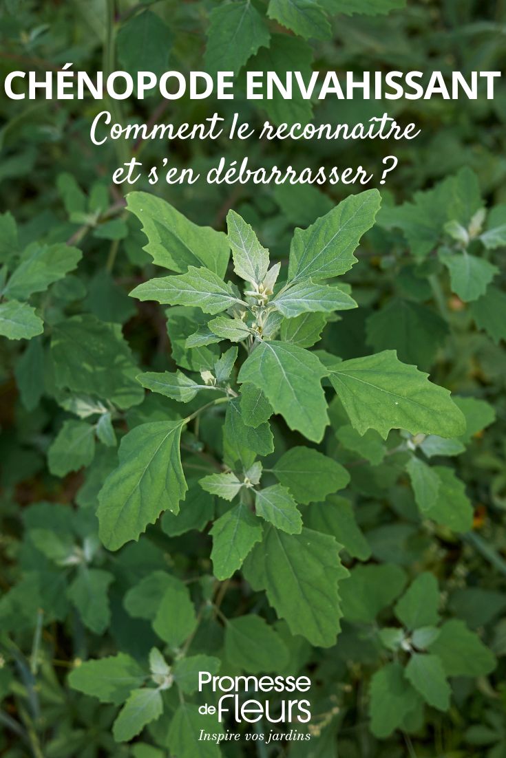 Chenopodium album (Weißer Gänsefuß)