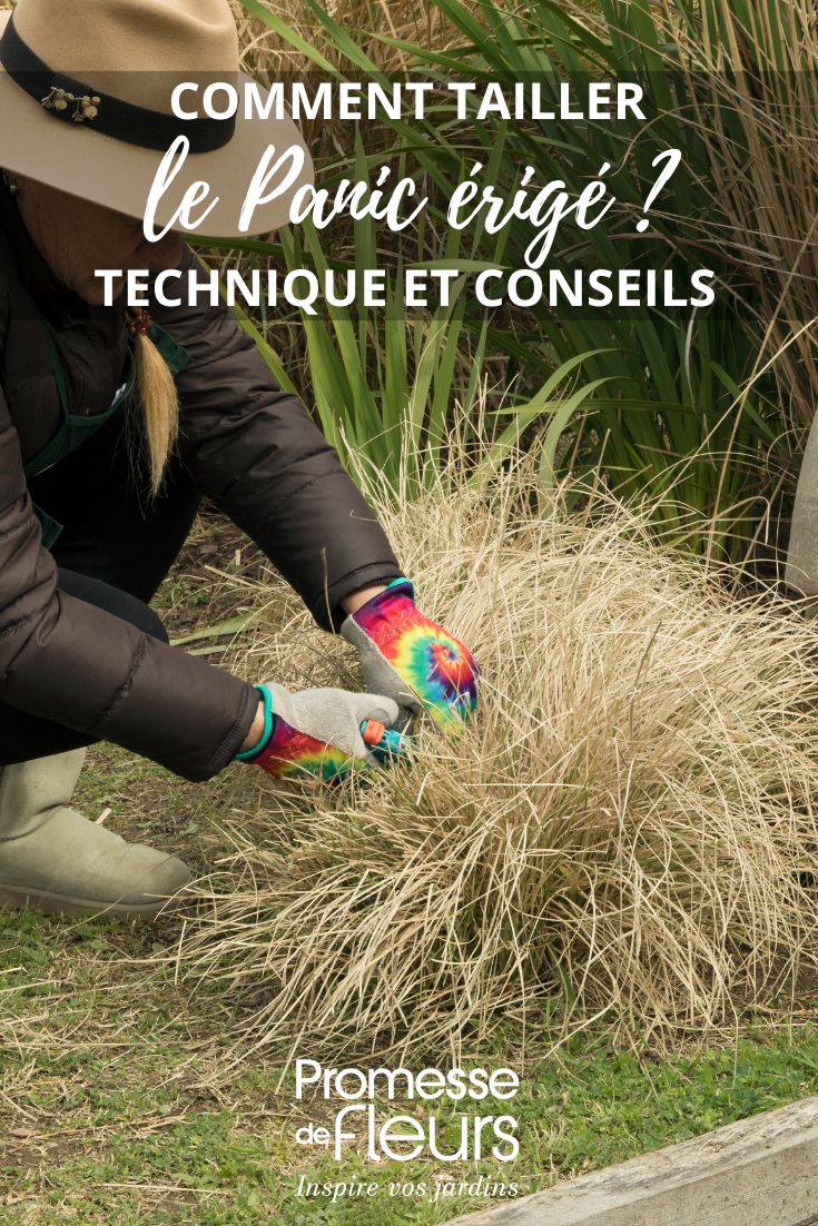 Wann und wie schneidet man Rutenhirse (Panicum) im Garten?