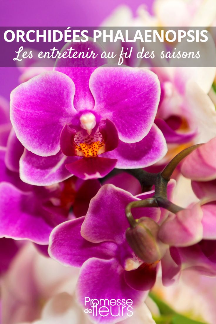 Pflege von Phalaenopsis-Orchideen