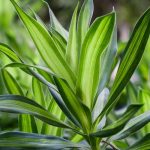 Dracaena (Drachenbaum): Pflanzung, Pflege und Kultivierung