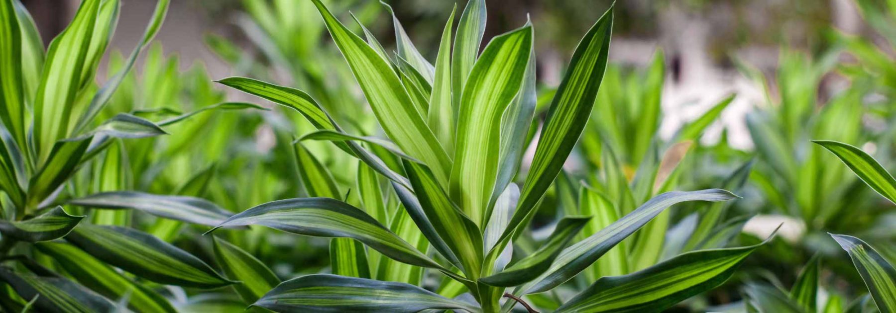Dracaena (Drachenbaum): Pflanzung, Pflege und Kultivierung