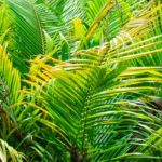 Dypsis - Areca-Palme: Pflege und Kultivierung