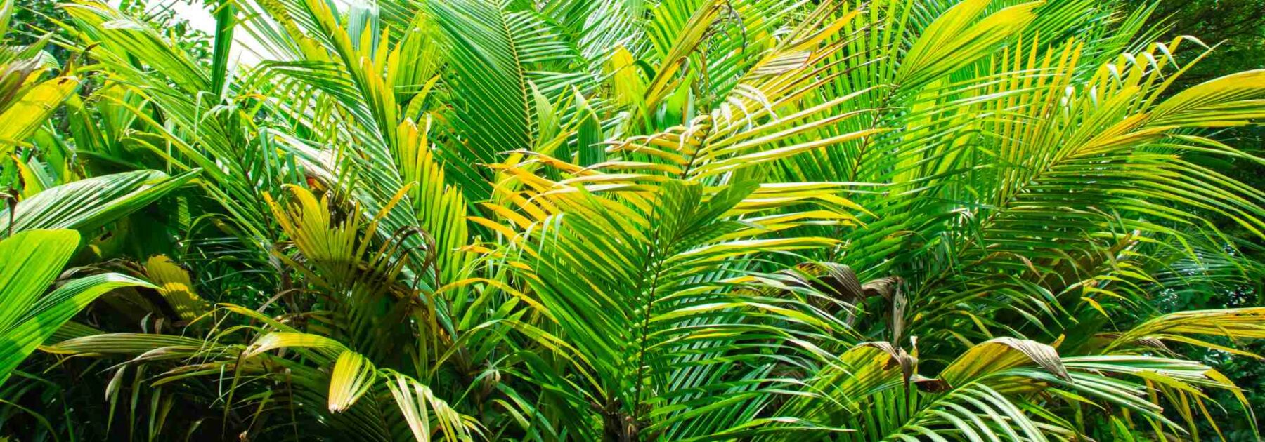 Dypsis - Areca-Palme: Pflege und Kultivierung