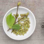 Die Gemmotherapie: Die Lebensenergie der Knospen