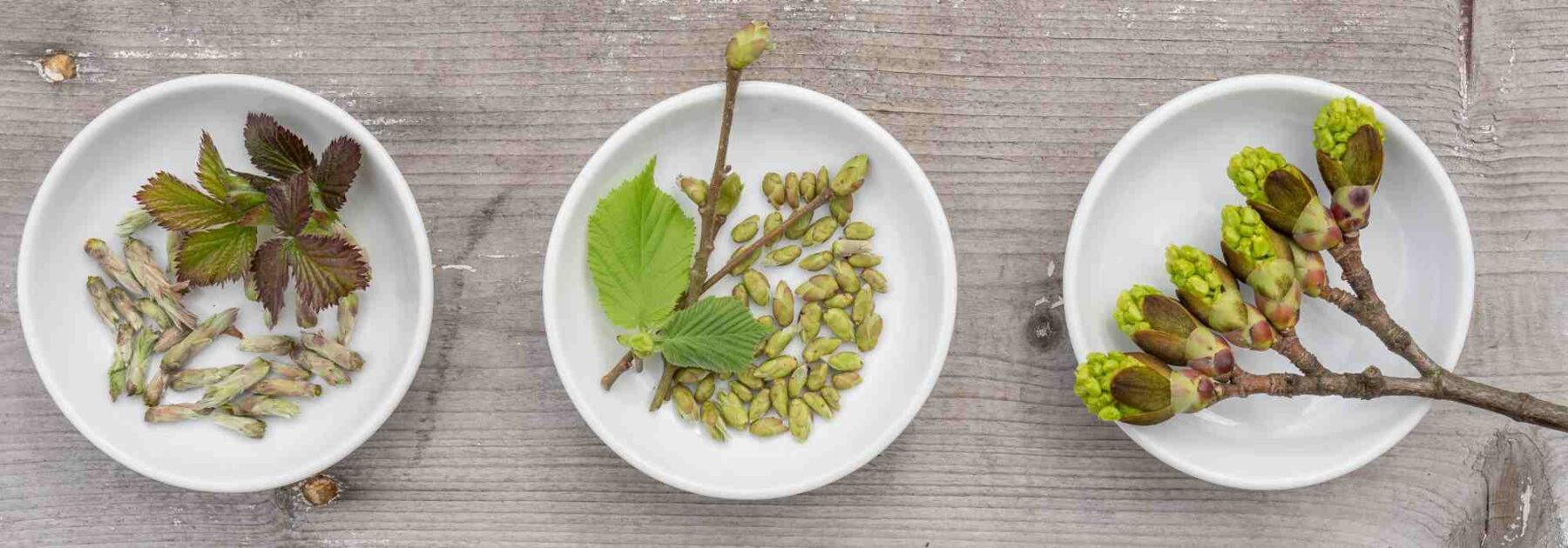 Die Gemmotherapie: Die Lebensenergie der Knospen