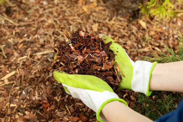 Gartenanfänger: Ihren Garten in 5 einfachen Schritten mulchen
1. **Wählen Sie den richtigen Mulch**
Entscheiden Sie sich für organische Materialien wie Rindenmulch, Stroh oder Grasschnitt, je nach Pflanzenbedürfnissen.
2. **Boden vorbereiten**
Entfernen Sie Unkraut und gießen Sie den Boden vor dem Mulchen gründlich.
3. **Gleichmäßig verteilen**
Verteilen Sie den Mulch in einer Schicht von 5–10 cm, ohne Stämme oder Stängel zu bedecken.
4. **Mulch erneuern**
Organischer Mulch zersetzt sich – ergänzen Sie ihn regelmäßig (1–2 Mal pro Jahr).
5. **Beobachten und anpassen**
Kontrollieren Sie Feuchtigkeit und Schädlingsbefall, um den Mulch bei Bedarf anzupassen.
*Tipp:* Mulchen spart Wasser, unterdrückt Unkraut und verbessert den Boden – ideal für Einsteiger!
(HTML/Shortcodes bleiben unverändert, botanische Namen nicht übersetzt)