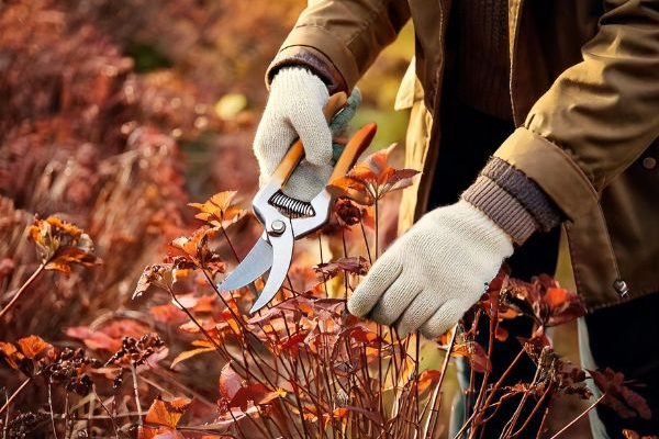 Gartenanfänger: Wann und wie Sie Ihre Stauden in 4 einfachen Schritten schneiden