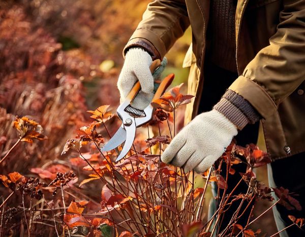 Gartenanfänger: Wann und wie Sie Ihre Stauden in 4 einfachen Schritten schneiden