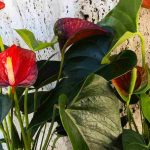 Flamingoblume: Krankheiten & Parasiten erkennen