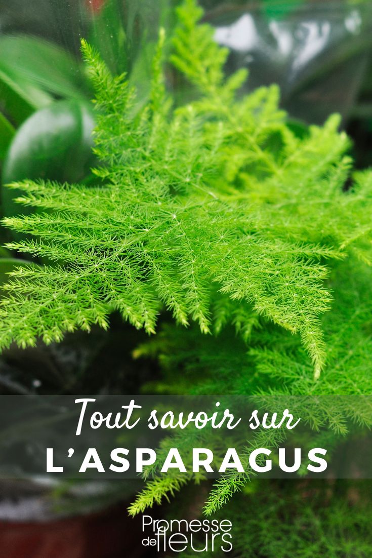 Alles über Asparagus Asparagus plumosus