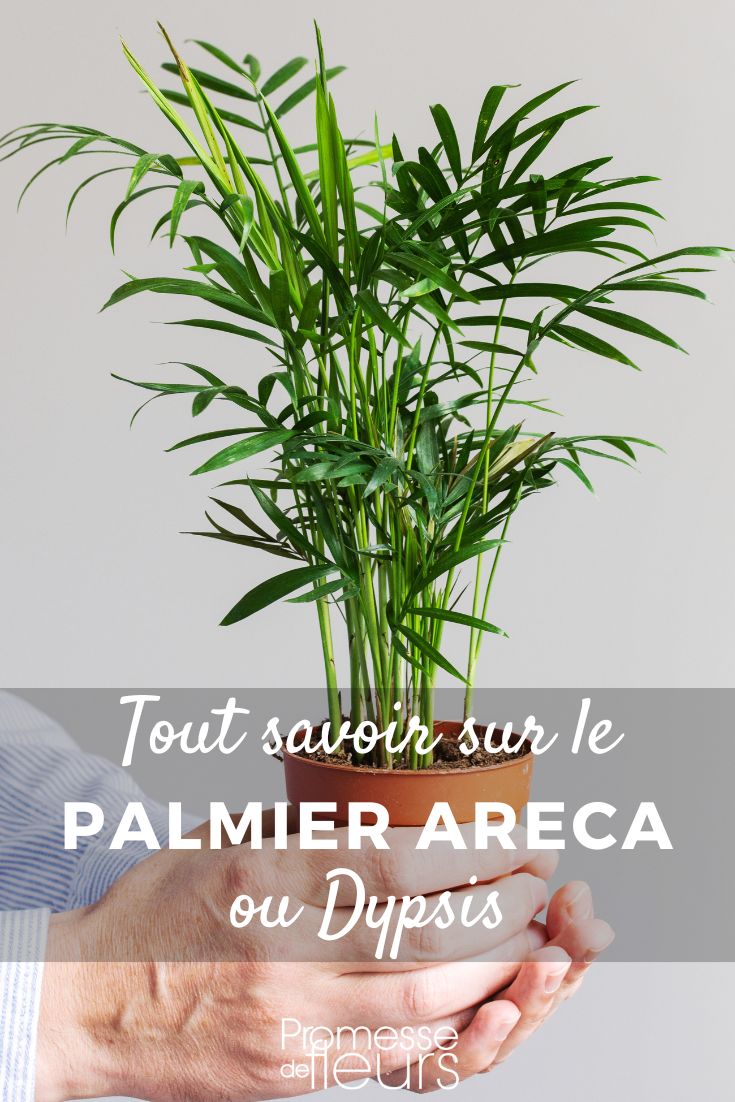Pflanzensteckbriefe: Alles über den Dypsis Pflanzen und Pflegen von Dypsis
Dypsis, auch bekannt als Goldfruchtpalme oder Areca-Palme, ist eine beliebte Zimmerpflanze, die mit ihren eleganten, gefiederten Blättern und ihrer tropischen Ausstrahlung jeden Raum verschönert. Hier sind einige Tipps, wie Sie Ihre Dypsis erfolgreich pflanzen und pflegen können:
**Standort:**
- Stellen Sie Ihre Dypsis an einen hellen Ort, aber vermeiden Sie direkte Sonneneinstrahlung, da dies die Blätter verbrennen kann.
- Ein Platz mit indirektem Licht, z.B. in der Nähe eines Fensters mit Vorhängen, ist ideal.
**Boden:**
- Verwenden Sie eine gut durchlässige, humusreiche Blumenerde. Eine Mischung aus Torf, Sand und Perlit eignet sich gut.
- Achten Sie darauf, dass der Topf über ausreichende Drainagelöcher verfügt, um Staunässe zu vermeiden.
**Gießen:**
- Halten Sie die Erde gleichmäßig feucht, aber nicht nass. Lassen Sie die oberste Schicht der Erde zwischen den Wassergaben leicht antrocknen.
- Vermeiden Sie Staunässe, da dies zu Wurzelfäule führen kann. Reduzieren Sie im Winter die Wassergaben.
**Luftfeuchtigkeit:**
- Dypsis bevorzugt eine hohe Luftfeuchtigkeit. Besprühen Sie die Blätter regelmäßig mit Wasser oder stellen Sie die Pflanze auf eine mit Wasser gefüllte Schale mit Kieselsteinen.
- Alternativ können Sie einen Luftbefeuchter in der Nähe der Pflanze verwenden.
**Düngen:**
- Düngen Sie Ihre Dypsis während der Wachstumsperiode (Frühling bis Sommer) alle zwei Wochen mit einem ausgewogenen Flüssigdünger.
- Reduzieren Sie die Düngergaben im Herbst und Winter auf einmal im Monat.
**Umtopfen:**
- Umtopfen Sie Ihre Dypsis alle zwei bis drei Jahre in einen etwas größeren Topf, um das Wachstum zu fördern.
- Achten Sie darauf, die Wurzeln beim Umtopfen nicht zu beschädigen.
**Schädlinge und Krankheiten:**
- Achten Sie auf Schädlinge wie Spinnmilben oder Schildläuse. Bei Befall können Sie die Pflanze mit einem milden Insektizid behandeln oder die Schädlinge manuell entfernen.
- Gelbe Blätter können auf Überwässerung oder Nährstoffmangel hinweisen. Passen Sie die Pflege entsprechend an.
**Vermehrung:**
- Dypsis kann durch Samen vermehrt werden, was jedoch Geduld erfordert. Die Samen keimen am besten in einer warmen, feuchten Umgebung.
Mit der richtigen Pflege wird Ihre Dypsis zu einer prächtigen, gesunden Pflanze, die Ihrem Zuhause oder Büro einen Hauch von Tropen verleiht. Viel Erfolg beim Pflanzen und Pflegen Ihrer Dypsis!