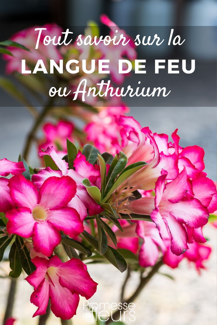 Adenium - Wüstenrose: Anbau und Pflege ALLES über die Wüstenrose