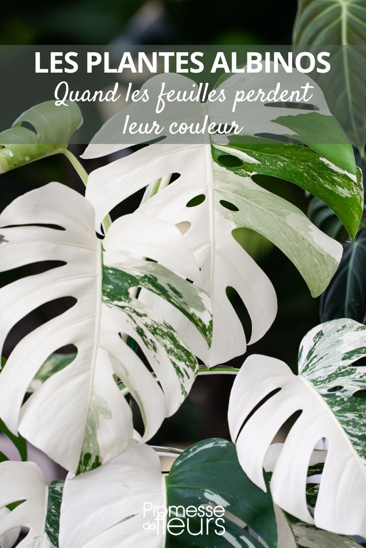 Monstera Albo Variegata