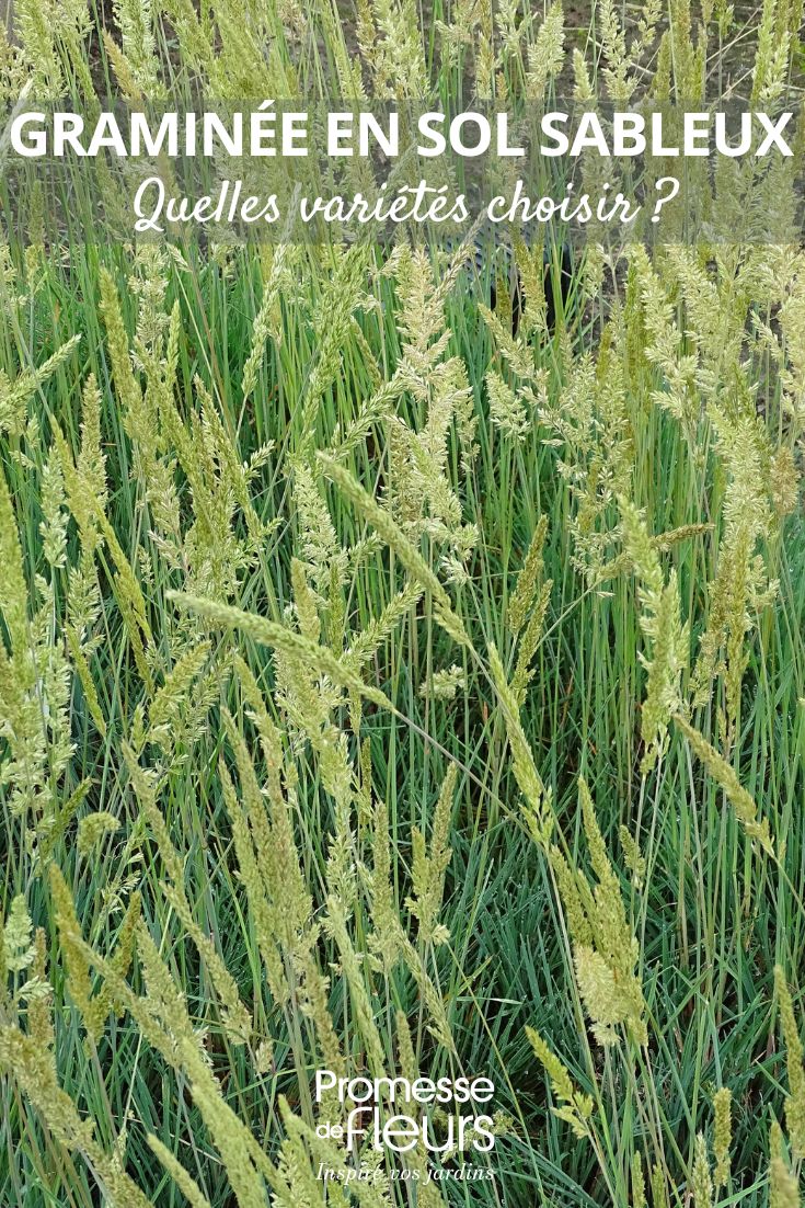 Koeleria glauca