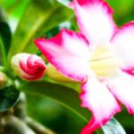 Adenium - Wüstenrose: Anbau und Pflege