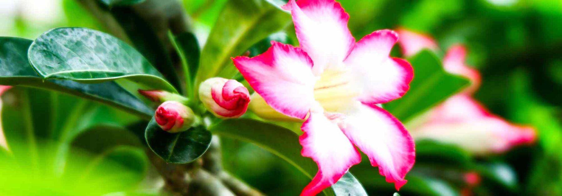 Adenium - Wüstenrose: Anbau und Pflege