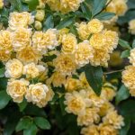 Banks-Rosen: Entdecken Sie diese üppigen Lianen-Rosen!