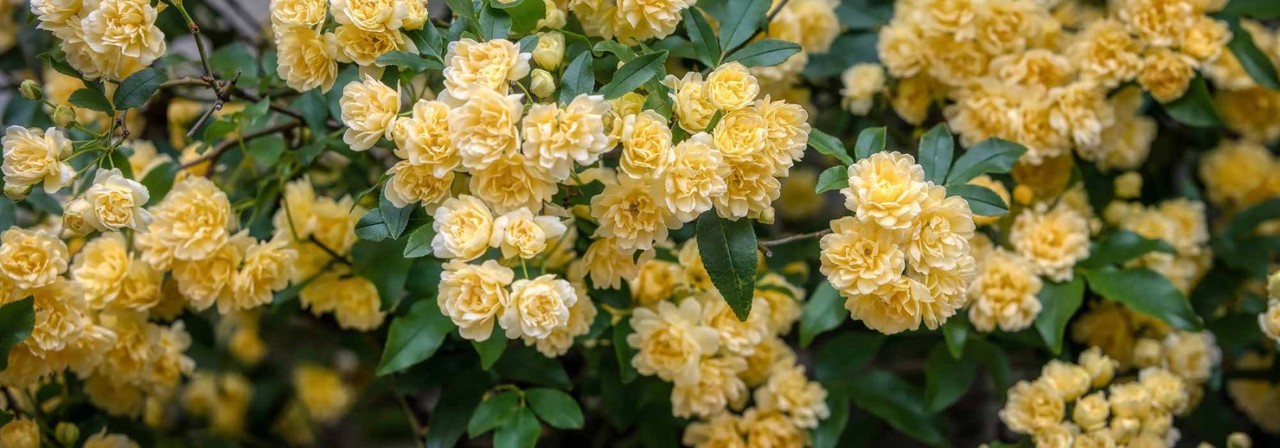 Banks-Rosen: Entdecken Sie diese üppigen Lianen-Rosen!