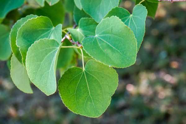Cercidiphyllum, Lebkuchenbaum: Wie schneidet man ihn richtig?
