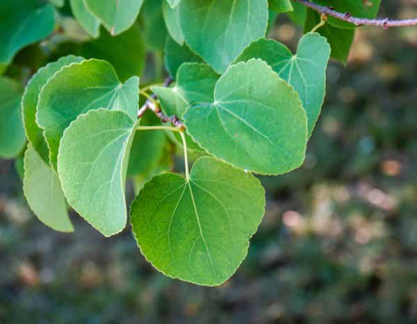 Cercidiphyllum, Lebkuchenbaum: Wie schneidet man ihn richtig?
