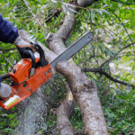 Gartenarbeit für Anfänger: Einen Baum sicher fällen in 5 einfachen Schritten