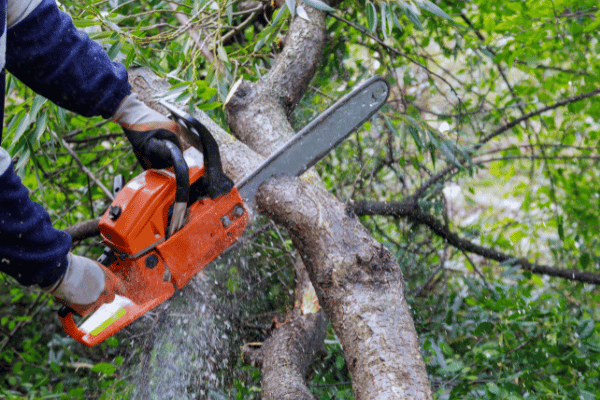 Gartenanfänger: Einen Baum sicher fällen in 5 einfachen Schritten