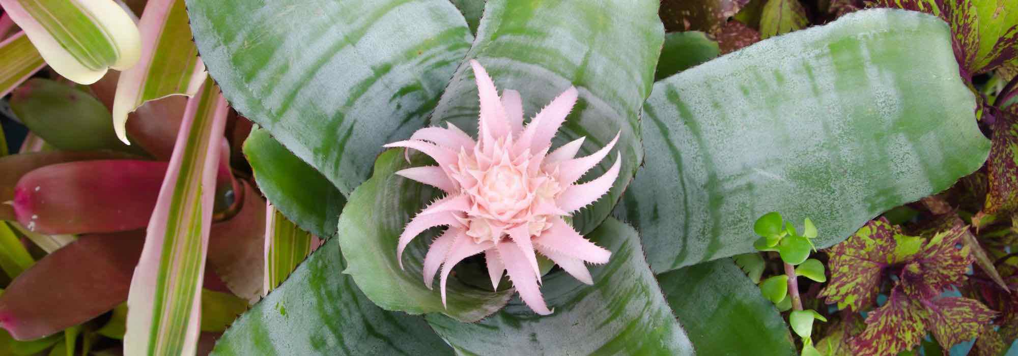 Aechmea: Krankheiten erkennen, Parasiten bekämpfen