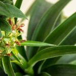 Ananas: Krankheiten und Schädlinge erkennen, behandeln