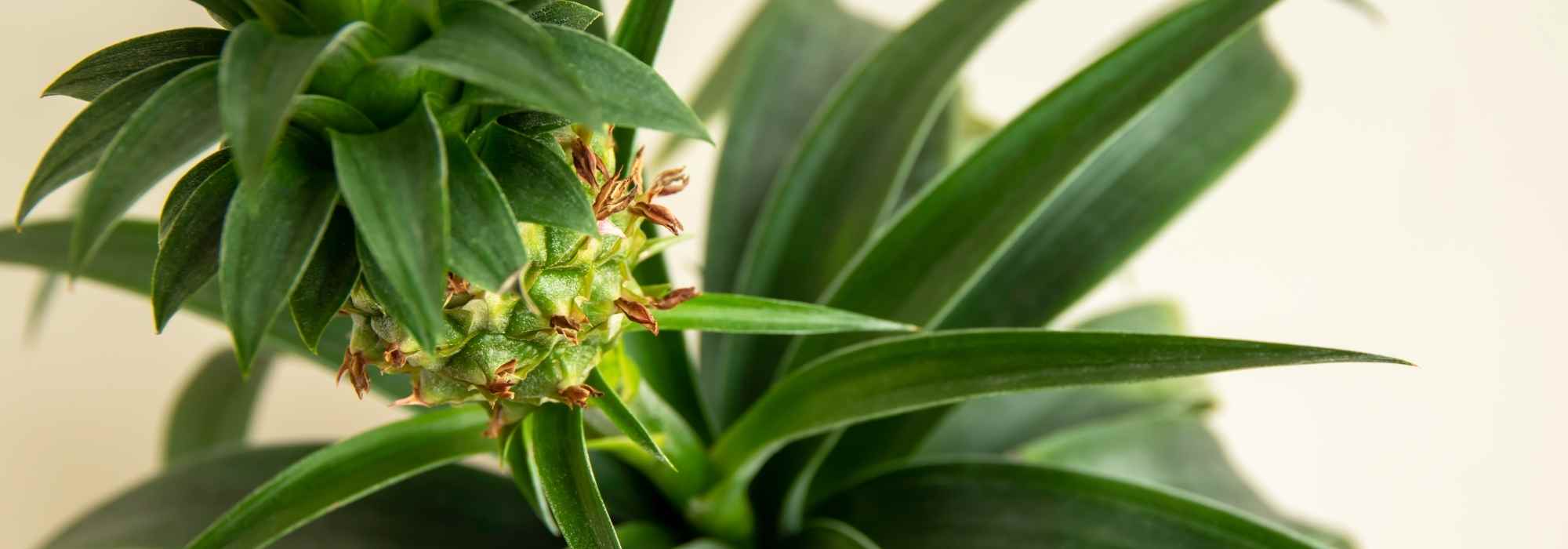 Ananas: Krankheiten und Schädlinge erkennen, behandeln