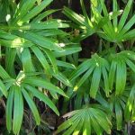 Exotische Sträucher mit üppigem Laub: Für einen verwunschenen Garten!