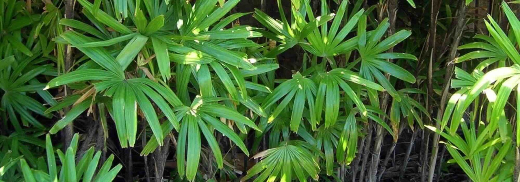 Exotische Sträucher mit üppigem Laub: Für einen verwunschenen Garten!