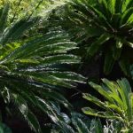 Exotische Sträucher mit grafischem Laub: Strukturieren Sie Ihren Garten mit Stil