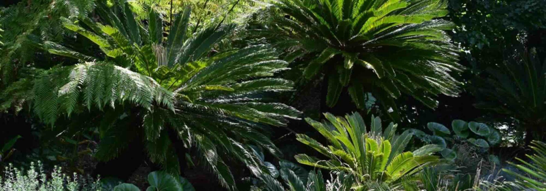 Exotische Sträucher mit grafischem Laub: Strukturieren Sie Ihren Garten mit Stil