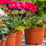 Wie kann man Pelargonien oder Balkon-Storchschnabel durch Stecklinge vermehren?