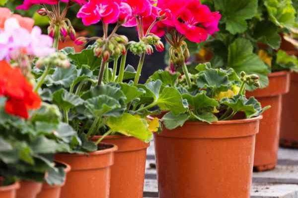 Wie kann man Pelargonien oder Balkon-Storchschnabel durch Stecklinge vermehren?