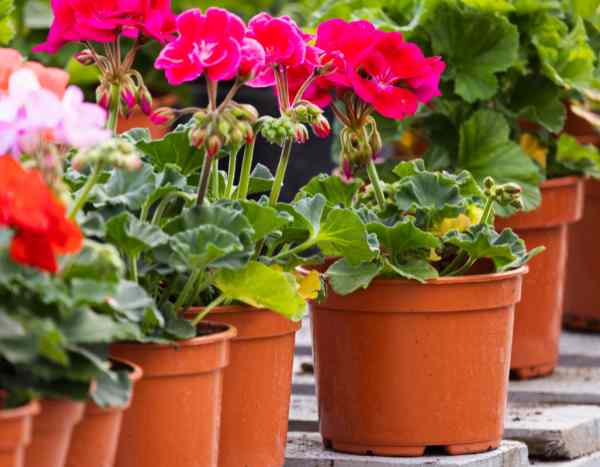 Wie kann man Pelargonien oder Balkon-Storchschnabel durch Stecklinge vermehren?
