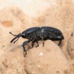 Agavenrüsselkäfer: Erkennen, bekämpfen, vorbeugen