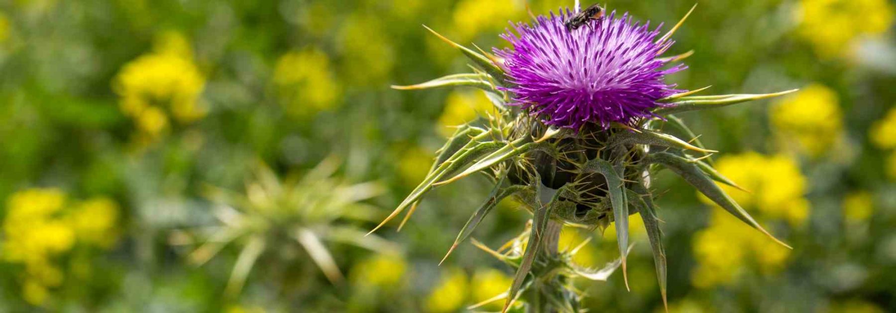 Mariendistel: Eine Heilpflanze mit gesundheitlichen Vorteilen, die man anbauen sollte